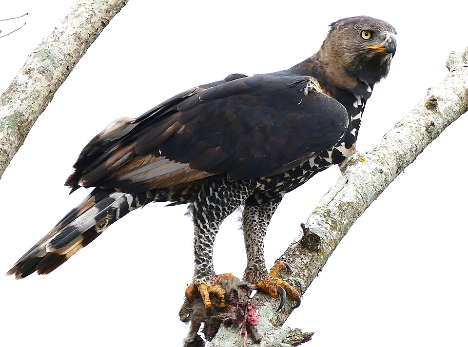 Crowned Eagle