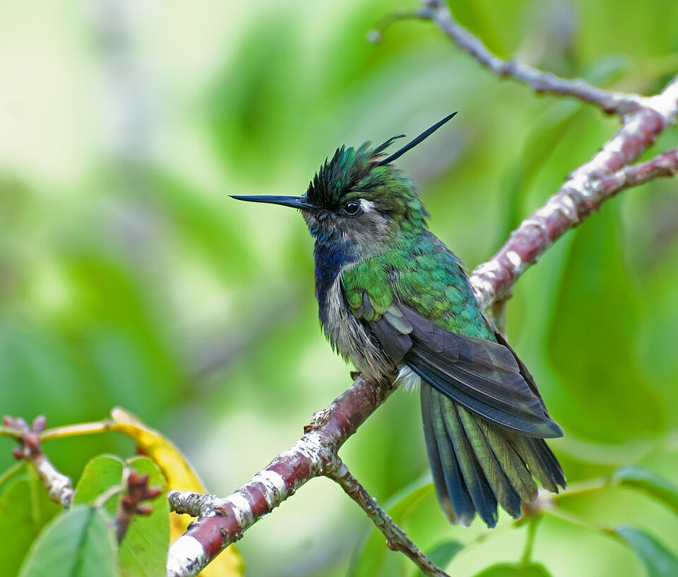 Green-crowned Plovercrest