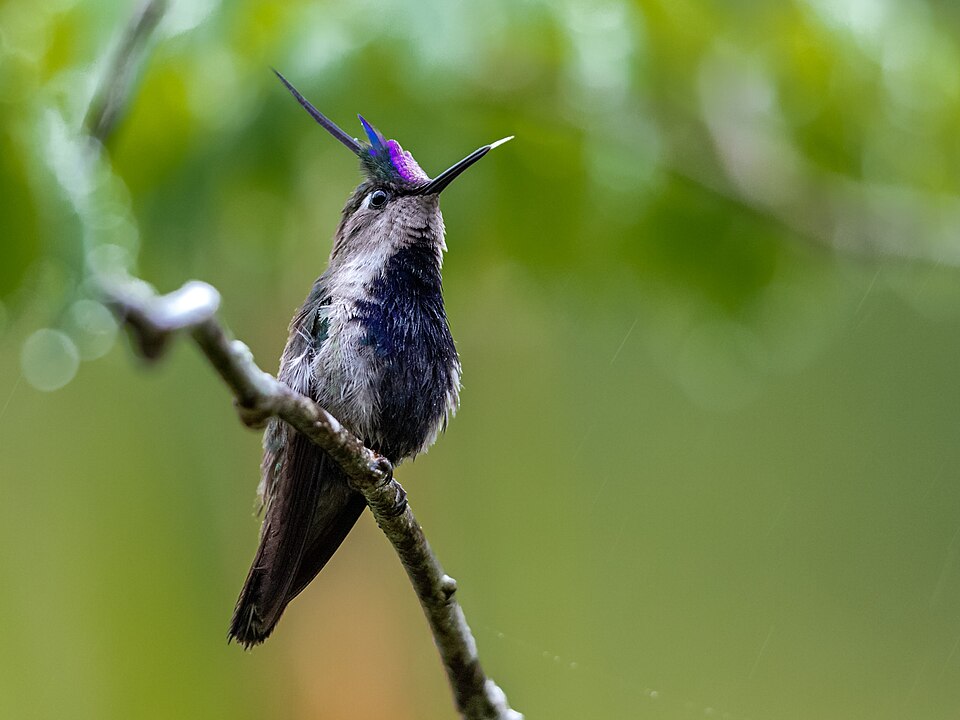 Purple-crowned Plovercrest