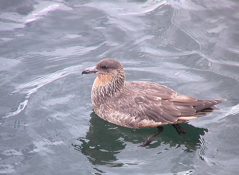 Chilean Skua
