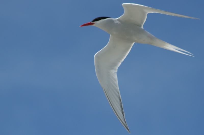 South American Tern