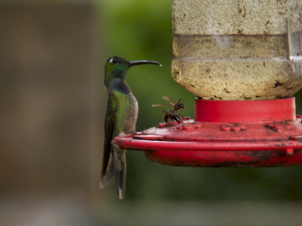 Violet-chested Hummingbird