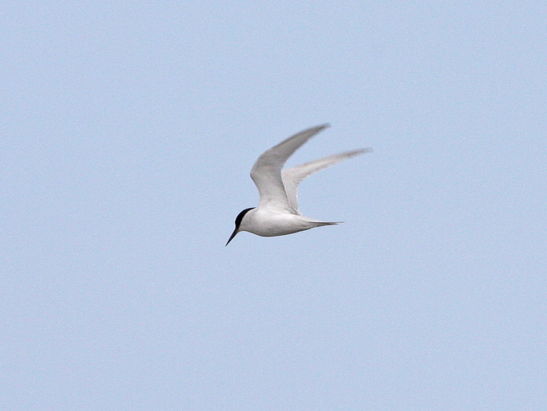 Damara Tern