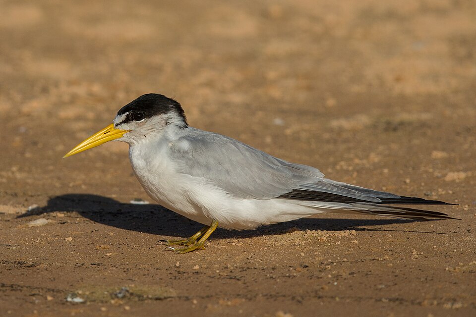 Yellow-billed Tern