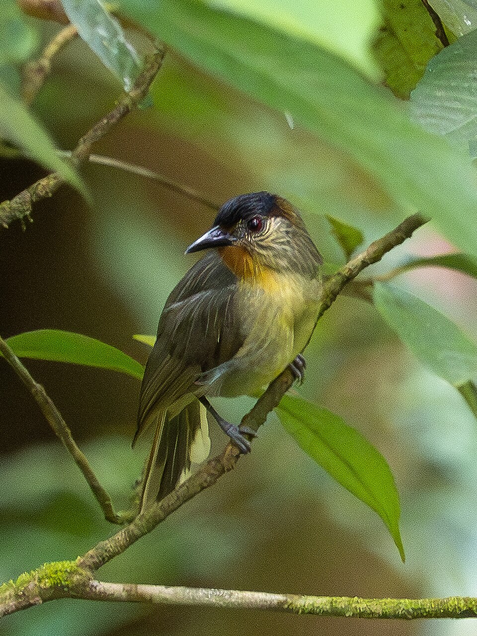 Calabarzon Babbler