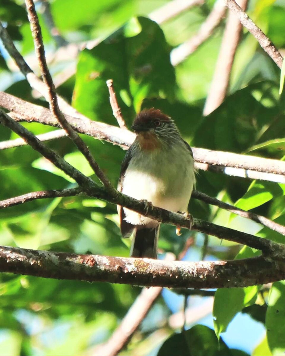 Rusty-crowned Babbler