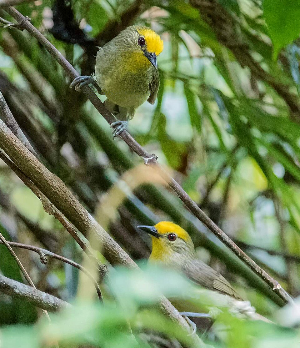 Golden-crowned Babbler