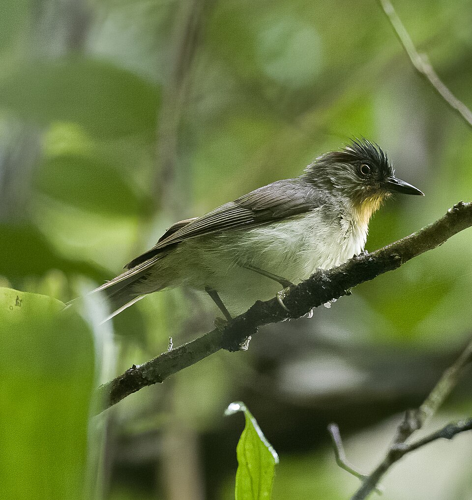 Visayan Babbler