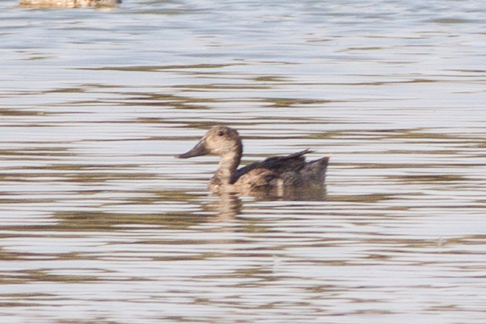 Freckled Duck