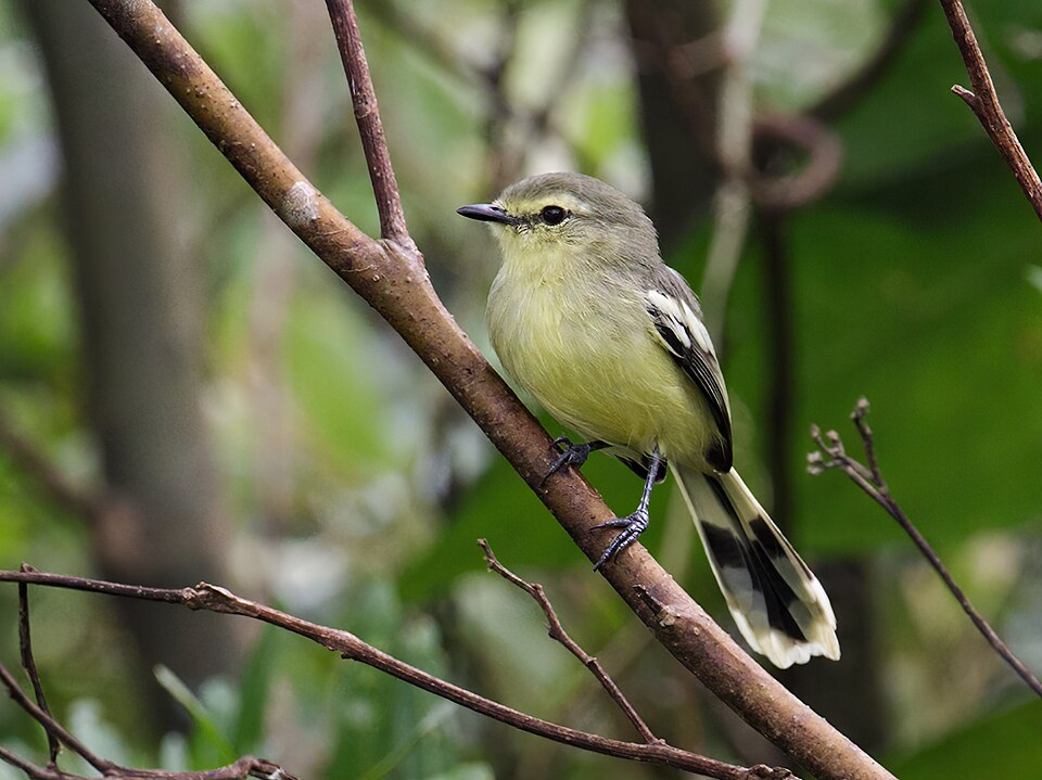 Lesser Wagtail-Tyrant