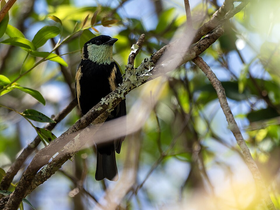 Straw-backed Tanager