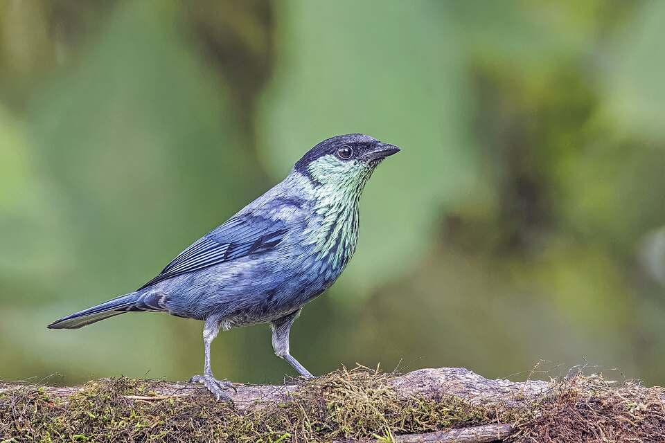 Black-capped Tanager