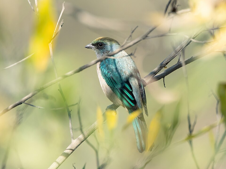 Green-capped Tanager