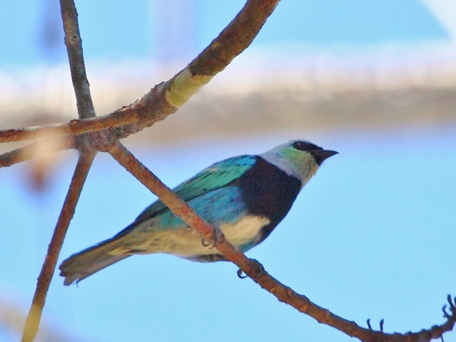 Masked Tanager