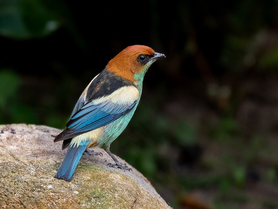Black-backed Tanager