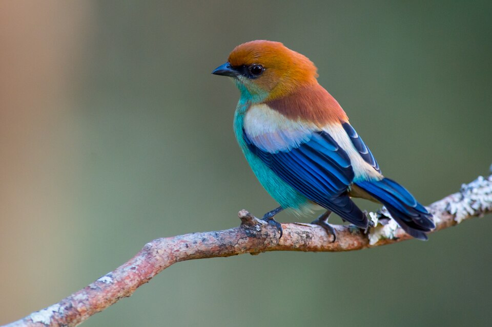 Chestnut-backed Tanager
