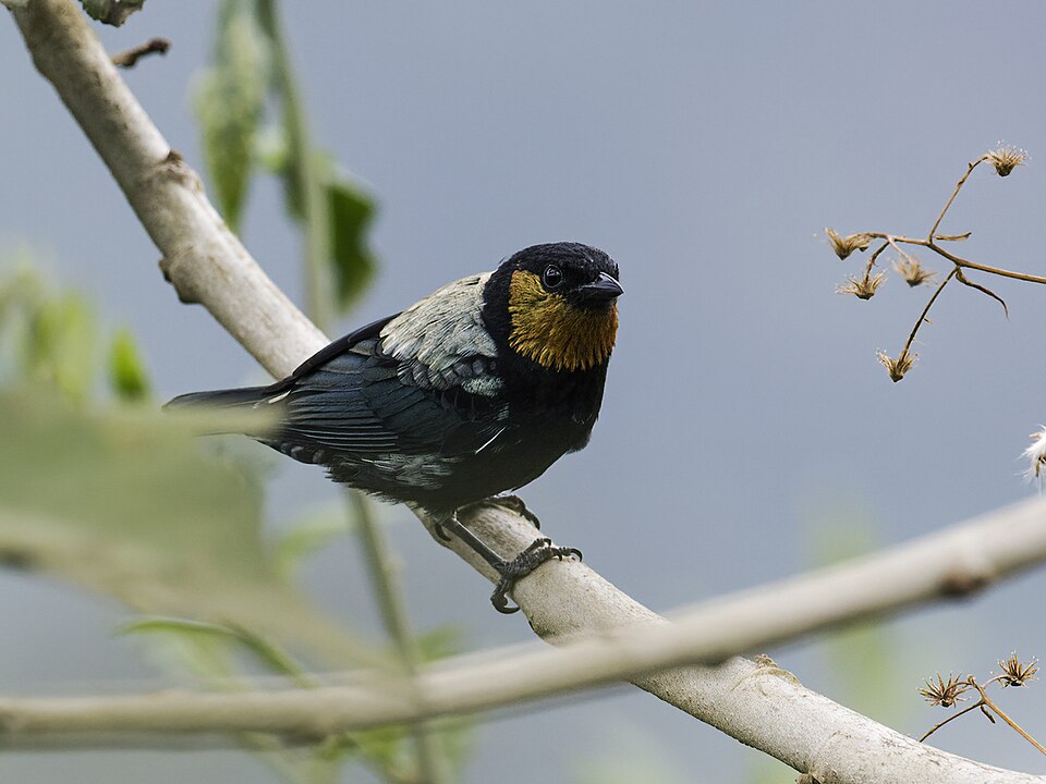 Silver-backed Tanager