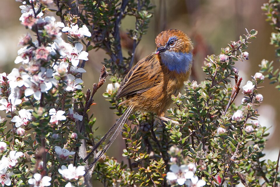 Southern Emu-wren