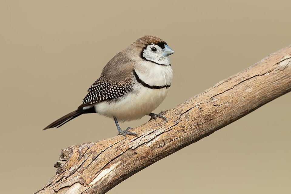 Double-barred Finch