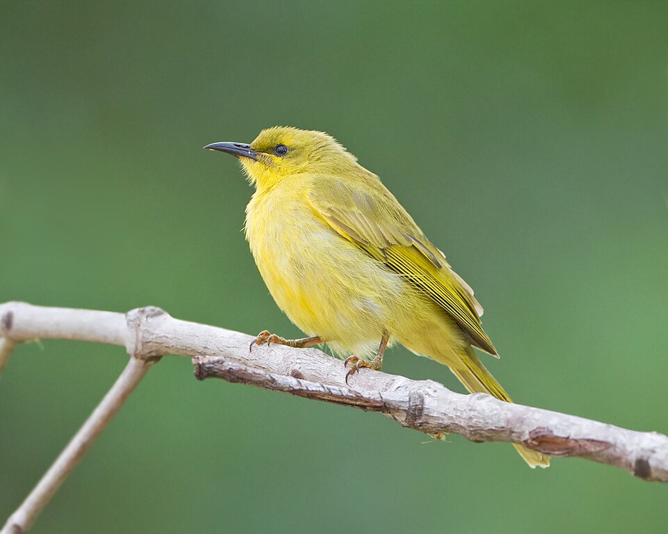 Yellow Honeyeater