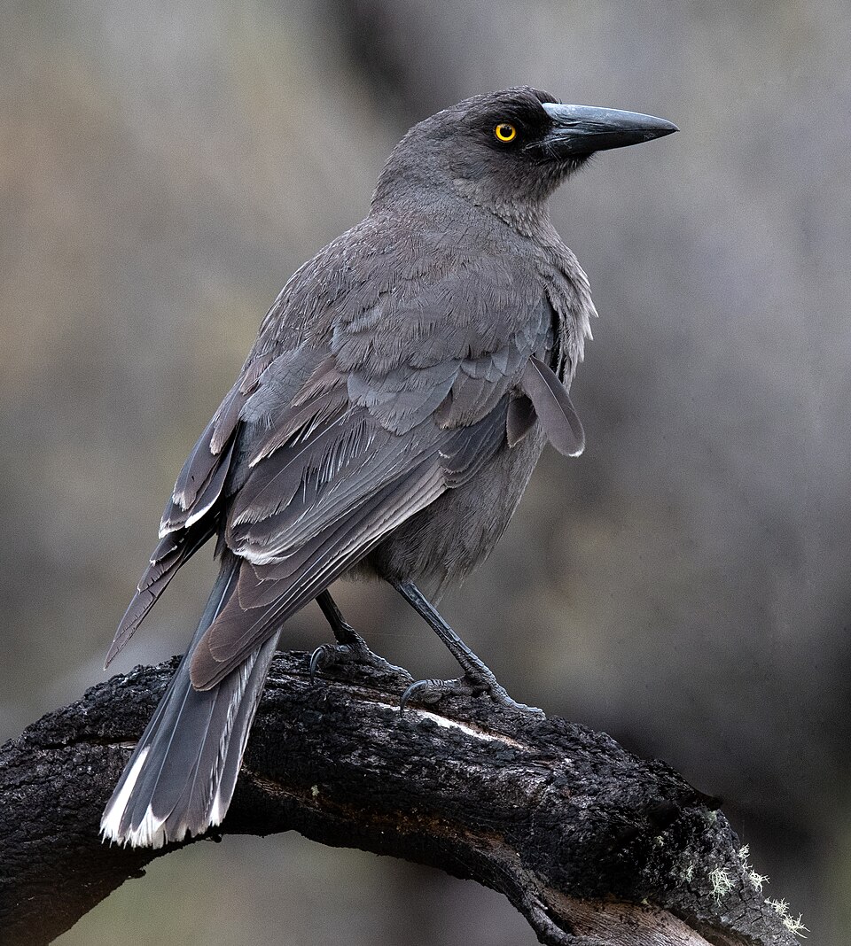 Grey Currawong