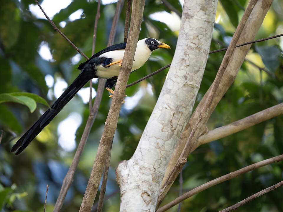 Bare-eyed Myna