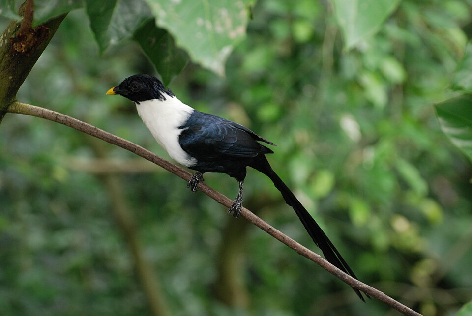White-necked Myna