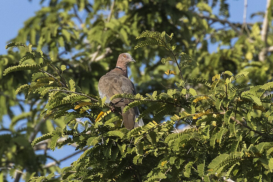 Sunda Collared Dove