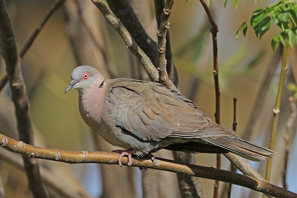 Mourning Collared Dove