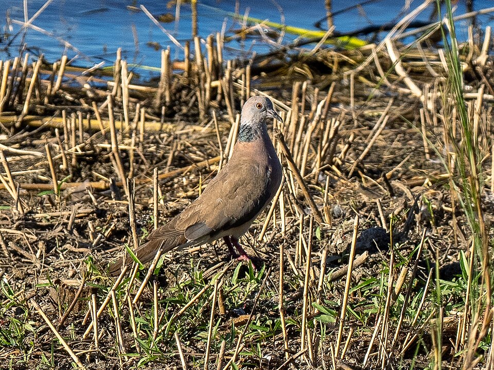 Philippine Collared Dove