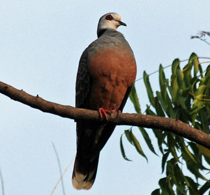 Adamawa Turtle Dove