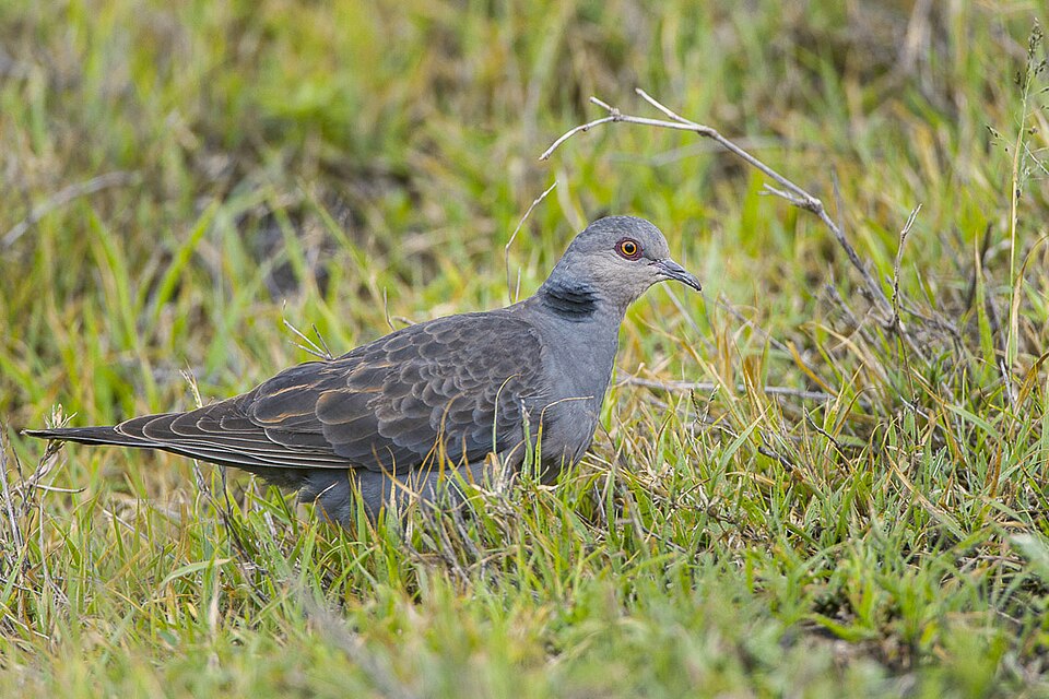 Dusky Turtle Dove