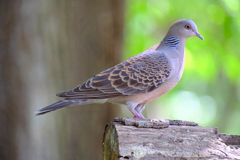 Oriental Turtle Dove
