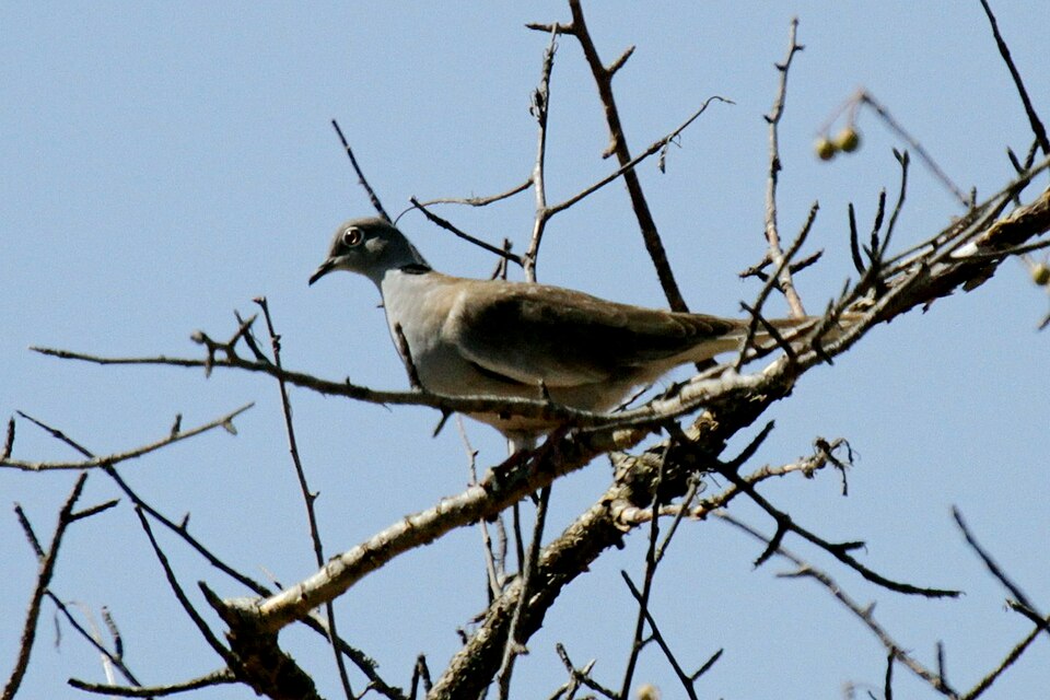 White-winged Collared Dove