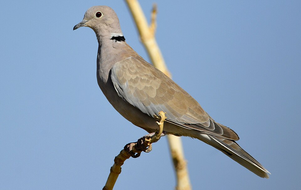 African Collared Dove