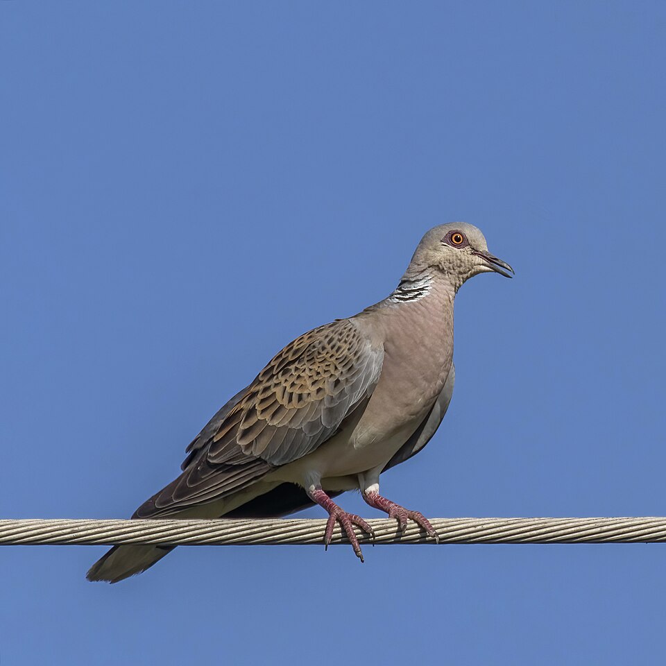 European Turtle Dove