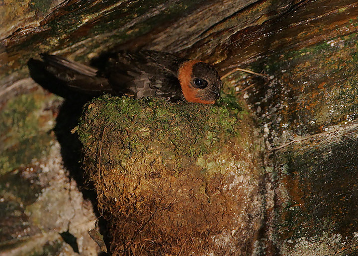 Chestnut-collared Swift