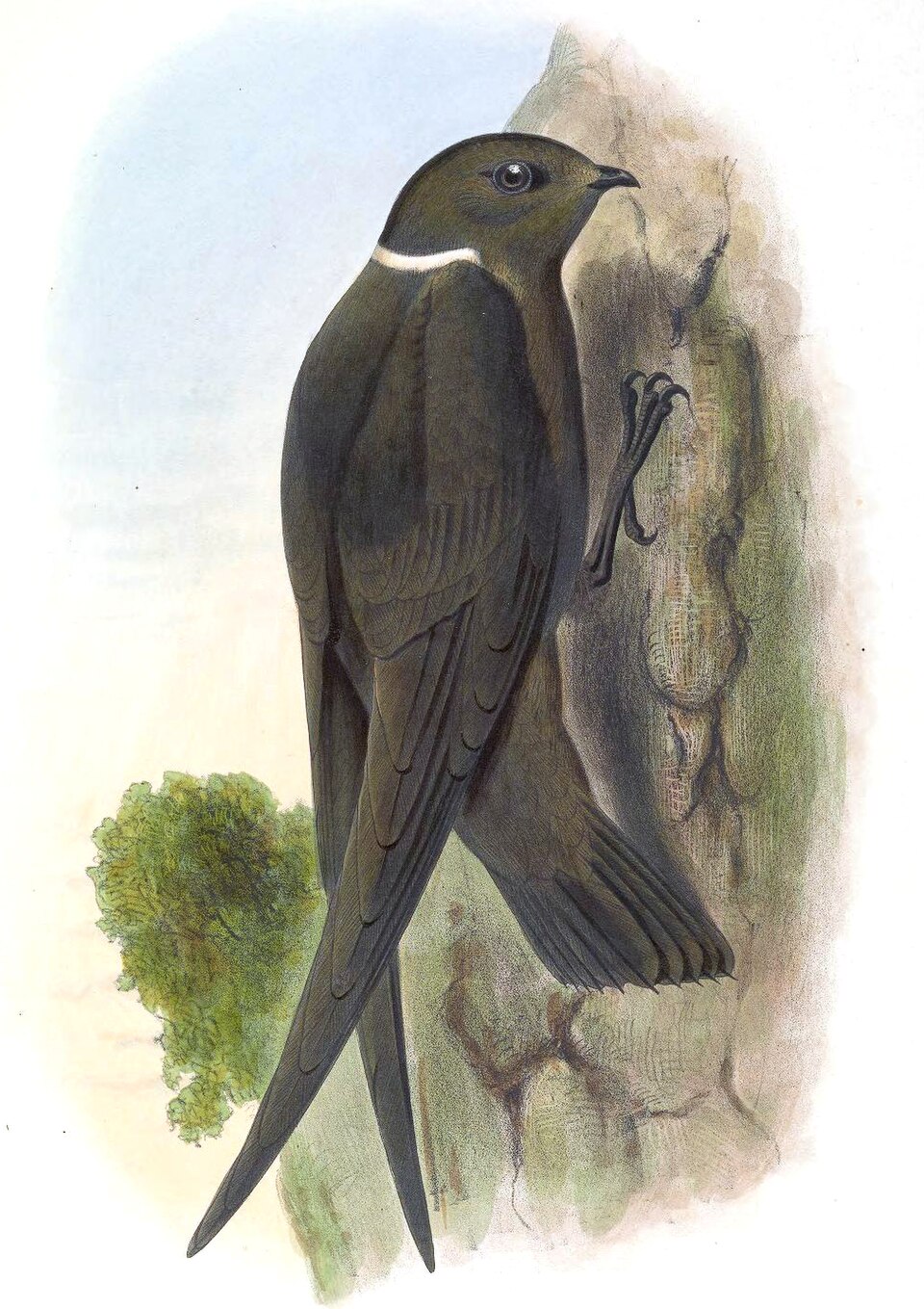 White-naped Swift