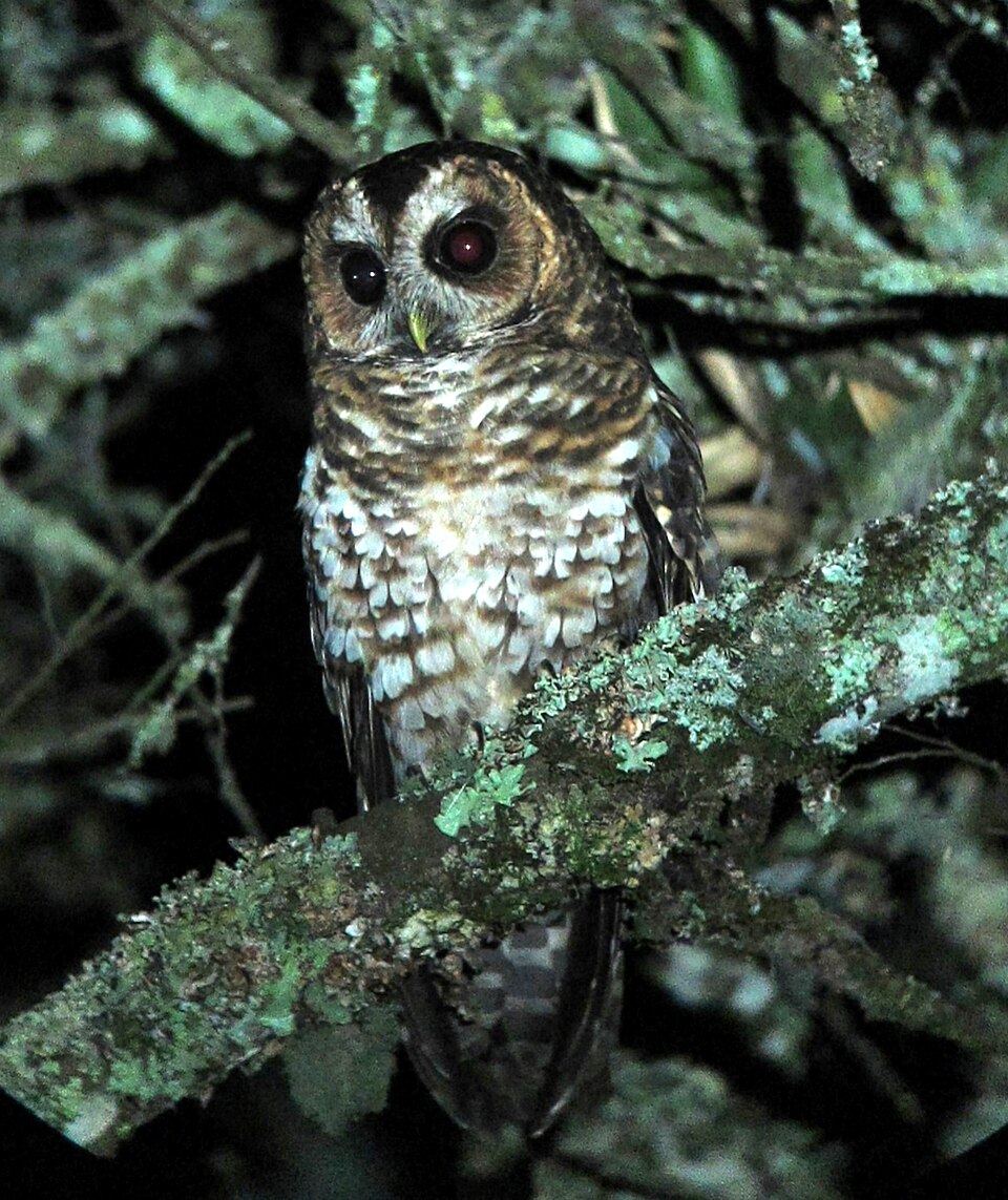 Rufous-banded Owl
