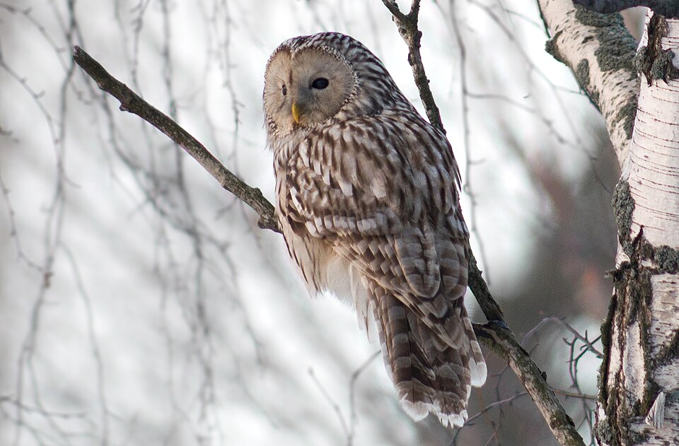 Pere David's Owl