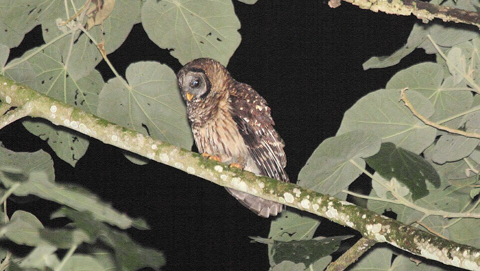 Fulvous Owl