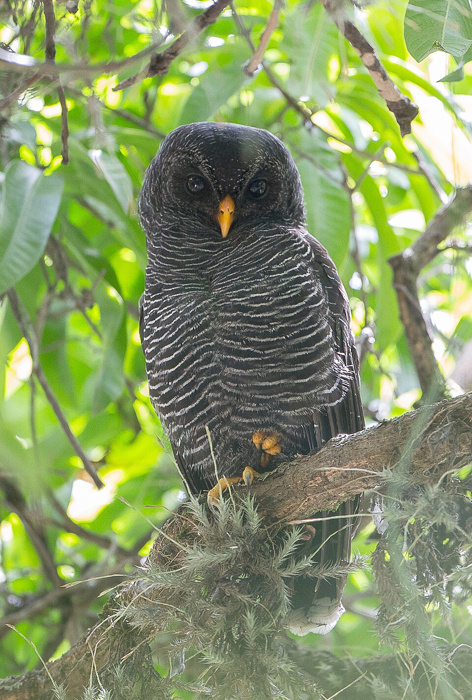 Black-banded Owl