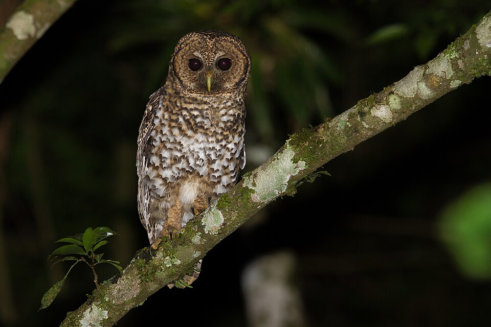Rusty-barred Owl