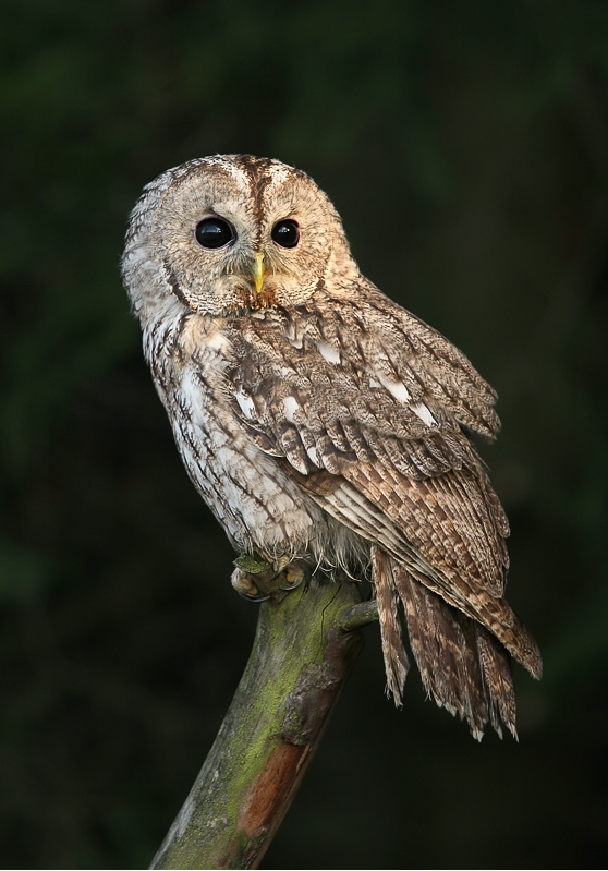 Maghreb Owl