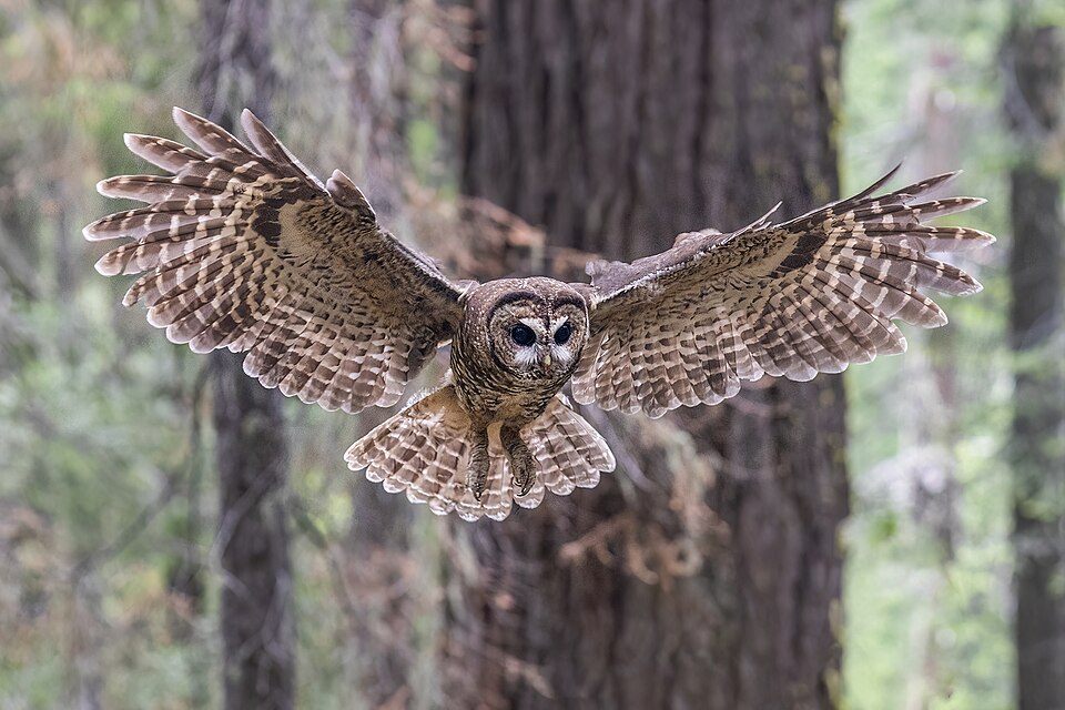Spotted Owl