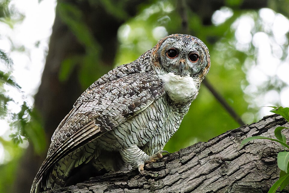 Mottled Wood Owl
