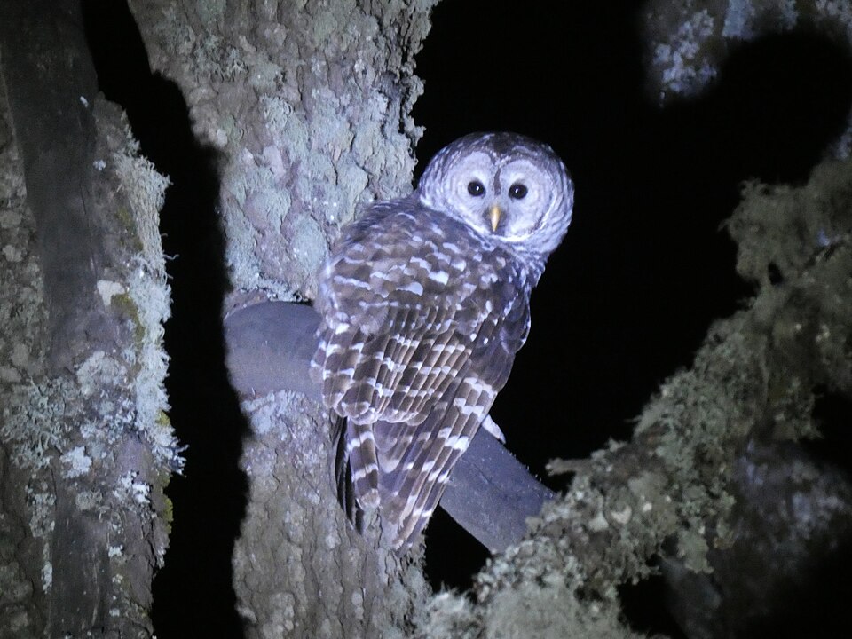 Cinereous Owl