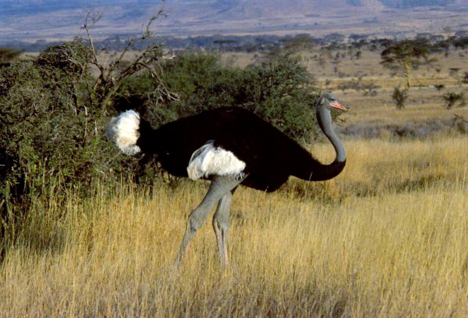 Somali Ostrich