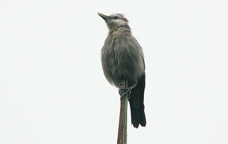 White-faced Starling