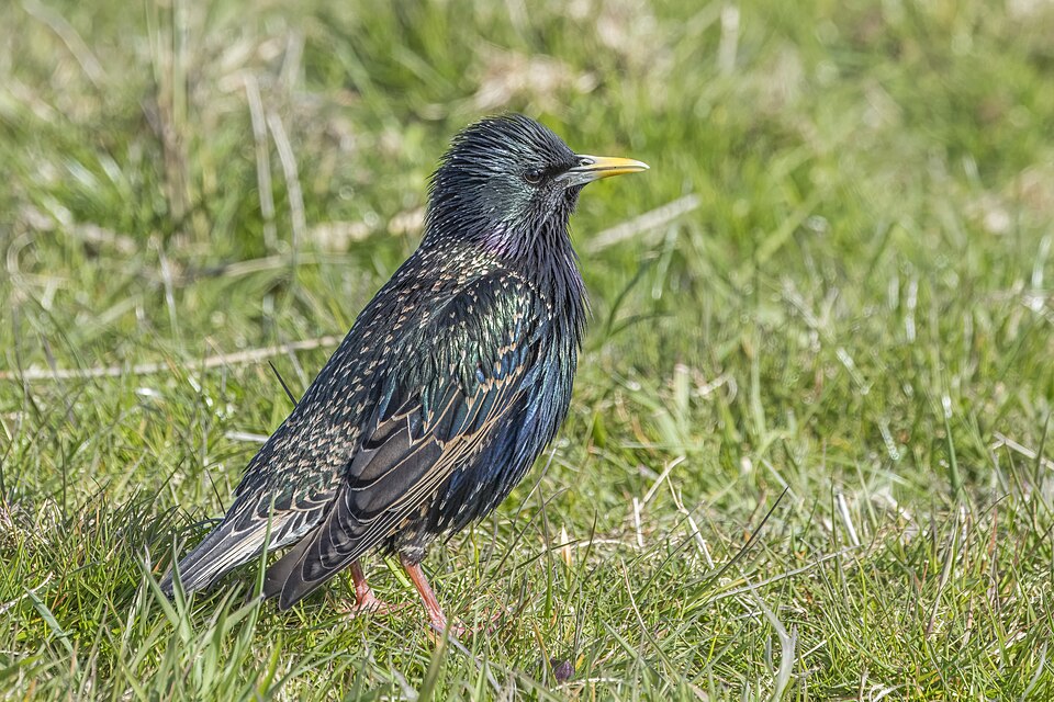 Common Starling
